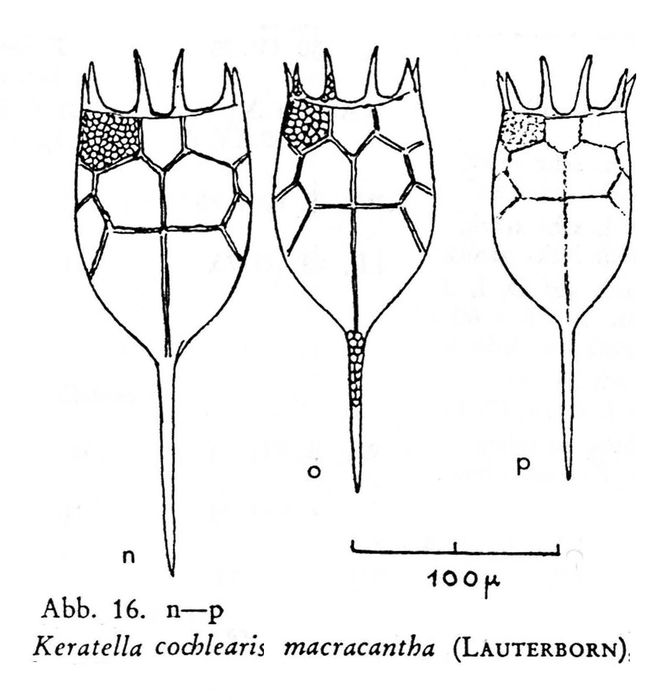 Keratella cochlearis f. macracantha Keratella cochlearis f. macracantha