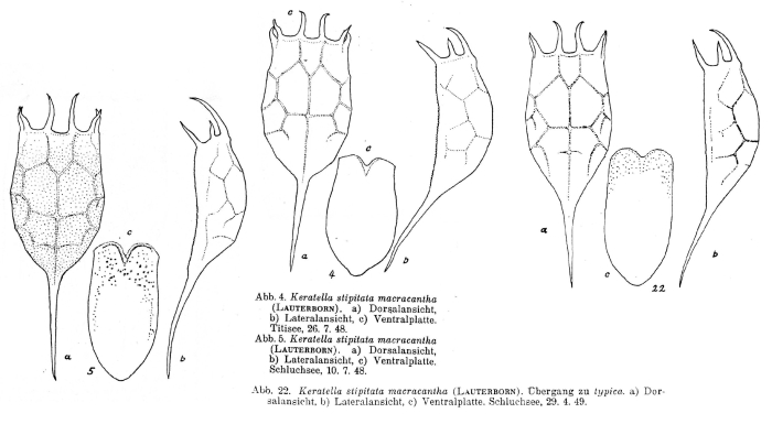 Keratella cochlearis f. macracantha