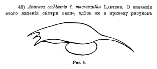 Keratella cochlearis f. macracantha