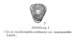 Keratella cochlearis f. macracantha