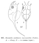 Keratella cochlearis f. macracantha