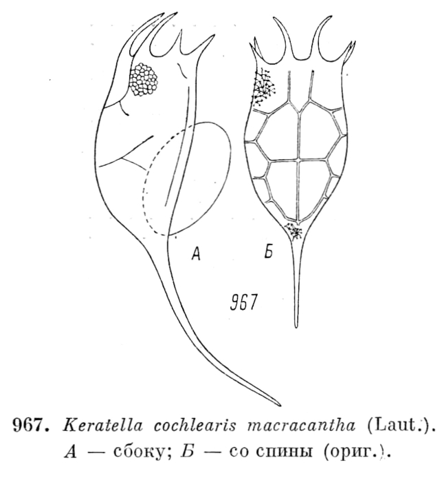 Keratella cochlearis f. macracantha