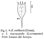 Keratella cochlearis f. macracantha