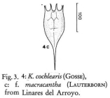 Keratella cochlearis f. macracantha