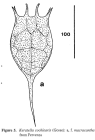Keratella cochlearis f. macracantha