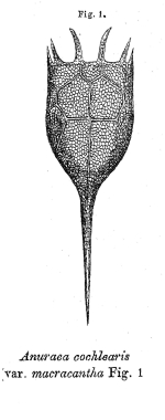 Keratella cochlearis f. macracantha - Original description image