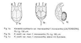 Keratella cochlearis f. micracantha