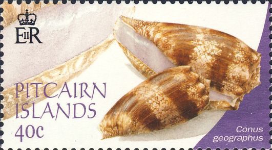 Conus geographus Conus geographus