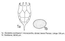 Keratella cochlearis f. micracantha