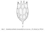 Keratella cochlearis f. micracantha