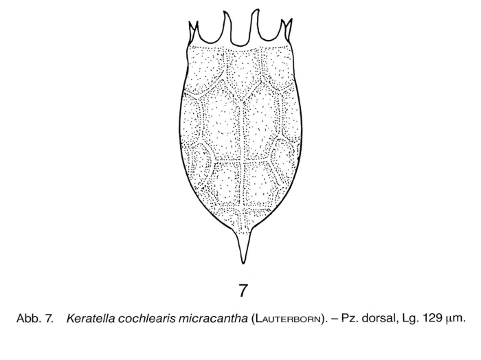Keratella cochlearis f. micracantha Keratella cochlearis f. micracantha