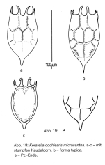 Keratella cochlearis f. micracantha