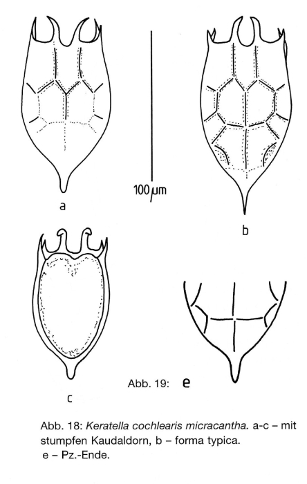 Keratella cochlearis f. micracantha Keratella cochlearis f. micracantha