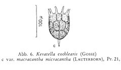 Keratella cochlearis f. micracantha