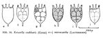 Keratella cochlearis f. micracantha
