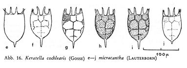 Keratella cochlearis f. micracantha