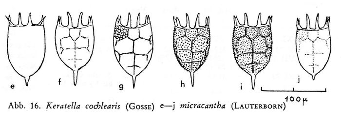 Keratella cochlearis f. micracantha Keratella cochlearis f. micracantha