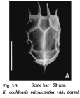 Keratella cochlearis f. micracantha