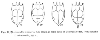 Keratella cochlearis f. micracantha