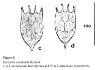 Keratella cochlearis f. micracantha