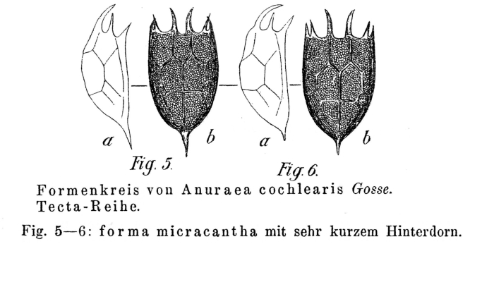 Keratella cochlearis f. micracantha - Original description image