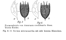 Keratella cochlearis f. micracantha