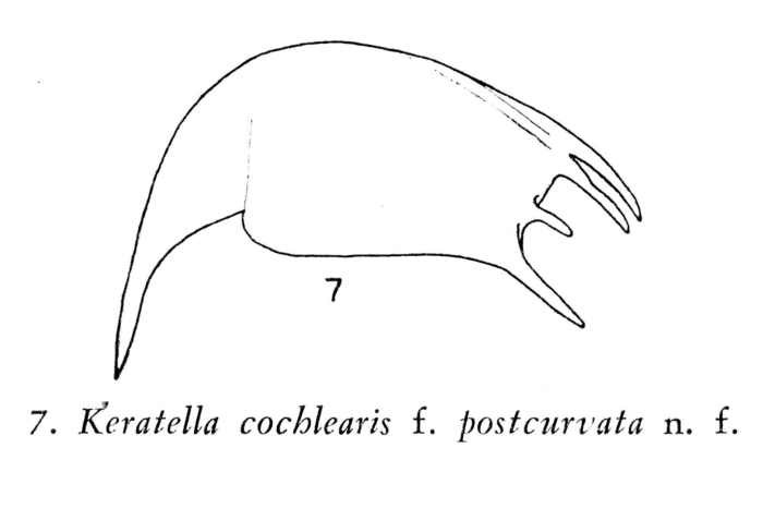 Keratella cochlearis f. postcurvata - Original description image