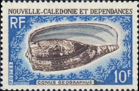 Conus geographus Conus geographus