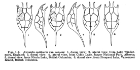 Keratella cochlearis f. robusta