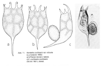 Keratella cochlearis f. robusta