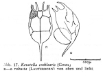 Keratella cochlearis f. robusta