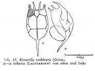 Keratella cochlearis f. robusta