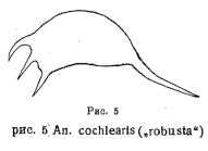 Keratella cochlearis f. robusta