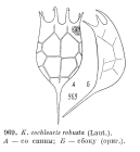 Keratella cochlearis f. robusta