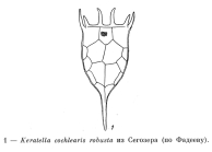 Keratella cochlearis f. robusta
