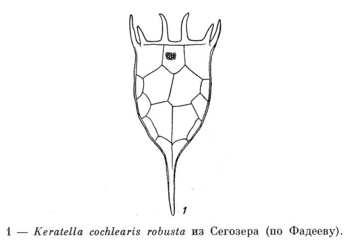 Keratella cochlearis f. robusta Keratella cochlearis f. robusta
