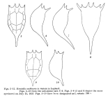 Keratella cochlearis f. robusta