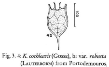 Keratella cochlearis f. robusta