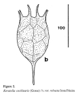 Keratella cochlearis f. robusta