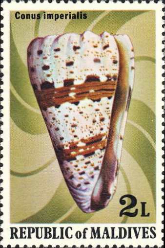 Conus imperialis Conus imperialis