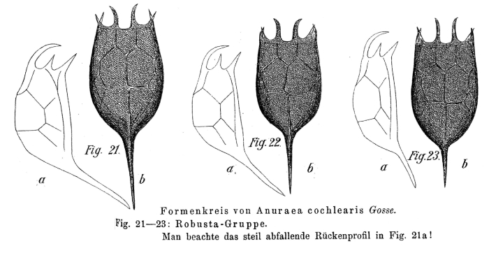 Keratella cochlearis f. robusta - Original description image