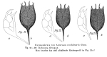 Keratella cochlearis f. robusta