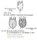 Keratella cochlearis f. tuberculata
