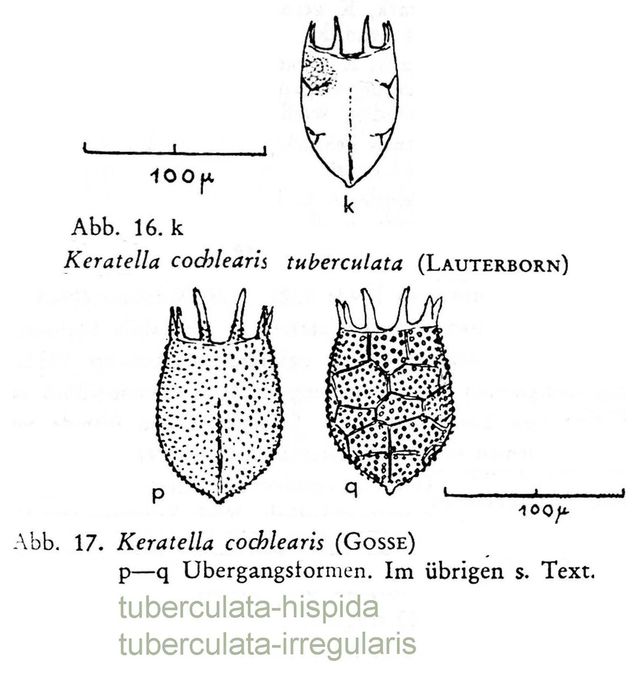 Keratella cochlearis f. tuberculata Keratella cochlearis f. tuberculata