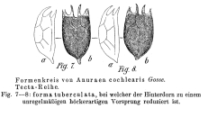Keratella cochlearis f. tuberculata