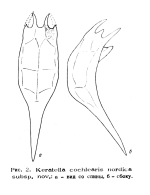 Keratella cochlearis nordica - Original description image