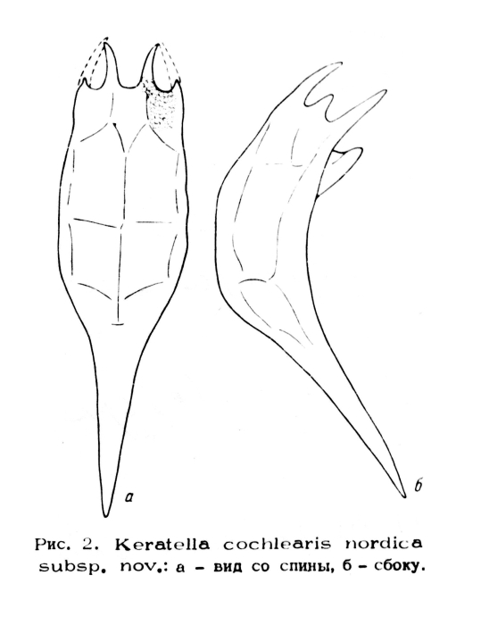Keratella cochlearis nordica - Original description image