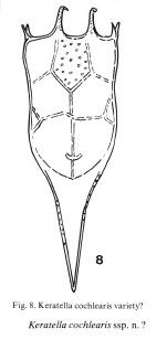 Keratella cochlearis pachyacantha