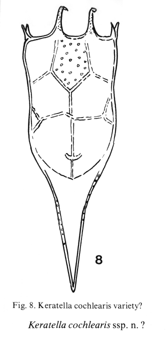 Keratella cochlearis pachyacantha Keratella cochlearis pachyacantha