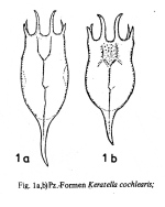 Keratella cochlearis pachyacantha